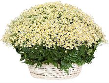 Цветочная композиция из Ромашки в корзине #REPLACE_PRED# Бегуницы